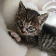 鉴定为春春的初生