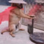 ヨッシー
