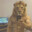 grzes_711