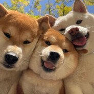 别为难我胖虎啊