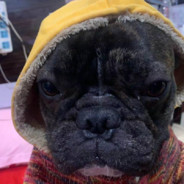 我伍红梅反手就是一个