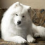 Samoyed