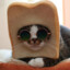 Maestro Gatto
