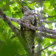 PanGalacticGargleBlaster