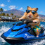 holiday hamster