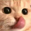 Кiшка