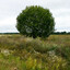 Buskjägaren