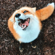 Nightfox