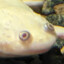 Xenopus laevis