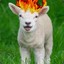 FlammableLamb