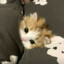shy