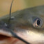 SlipperyCatfish