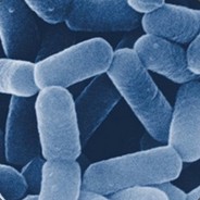 lactobacilli shirota strain