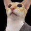 Gato fino