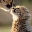 cheetah