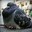 TangyPigeon