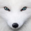 Arctic_Fox78