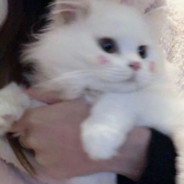 lahere专打你的头