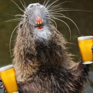 beaver gotem beers