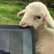 火爆阿雷(雷的)