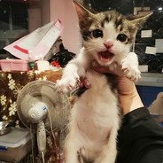 放荡不拘的右脚