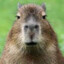 capybara (real)