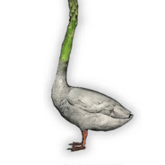 Asparagoose