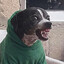 CACHORRO METADE MALIGNO