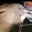 Capybara Johnattan