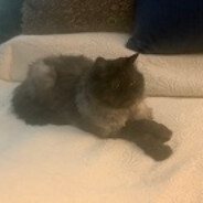 Fuzzy