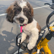 端午不会喜欢你