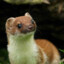 SweStoat