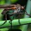 Empis - Tesselata .. !