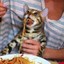 Cat eating spaghetti