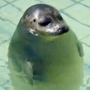 Big Chubs avatar
