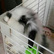 潮胖ʕ•ﻌ•ʔ