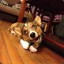 corgilover1