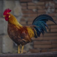 坤哥上线啦！！！