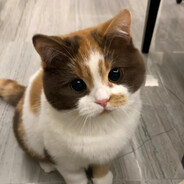 鱼头大王在此o3o