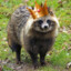 King Tanuki