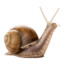 Snailshoes