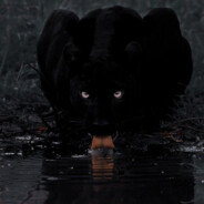 ✩Tᴴᴱ_Pᴬᴺᵀᴱᴿᴬ