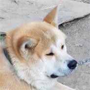 O1Dogx(恩师NightMG)