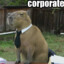 Corporate Capybara