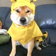 手留蛋-闪胱蛋-阉吾蛋