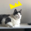 Lord Chonk Orion