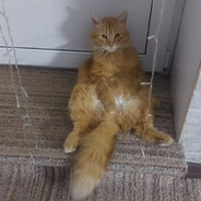 рыжий чушпан