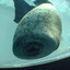 Ceil Seal