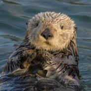 SeaOtter