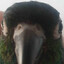 Magpie